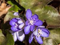 Erste Leberblümchen am Waldrand